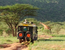 A thrilling safari experience, spotting giraffes in the wild