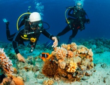 Scuba divers exploring a vibrant coral reef with exotic fish