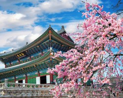 This image captures the tranquil and historic ambiance of the Korean palace during spring. The delicate cherry blossoms add a touch of fleeting beauty, symbolizing renewal and harmony, while the intricately designed palace architecture stands as a timeless symbol of South Korean heritage.